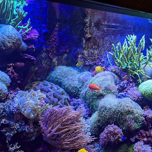Reef Exhibit