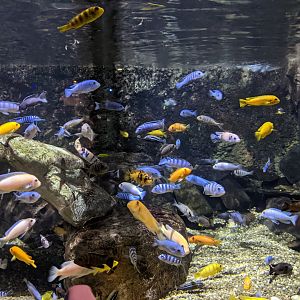 African Cichlids
