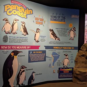 Penguin Coast
