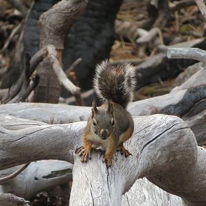 Douglas Squirrel