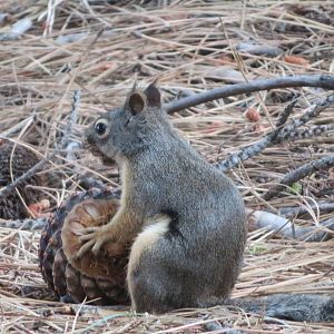 Douglas Squirrel