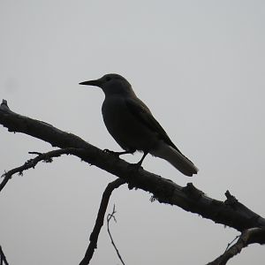 Clark's Nutcracker