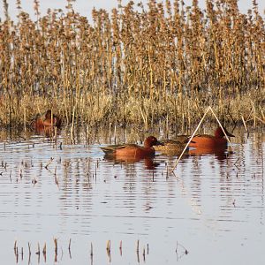 Cinnamon Teal