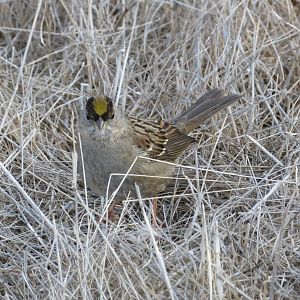 Golden-Crowned Sparrow