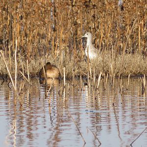 Greater Yellowlegs (and ducks)