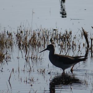 Greater Yellowlegs