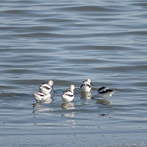 American Avocets