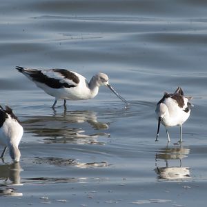 American Avocets