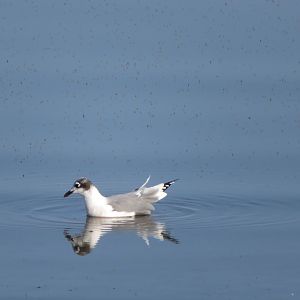 Franklin's Gull