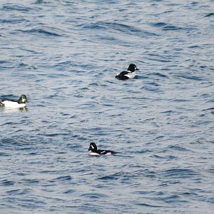Common Goldeneyes and Barrow's Goldeneye
