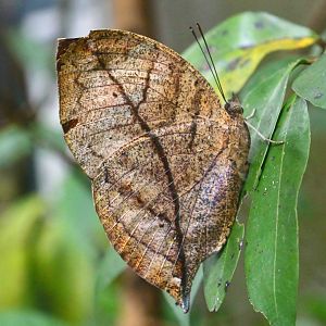 Fragile Forest - Indian Oakleaf Butterfly (Kallima inachus)