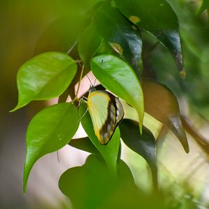 Yellow Albatross (Appias paulina)