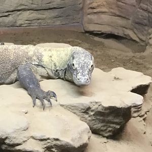 Komodo Dragon (Varanus Komodoensis)