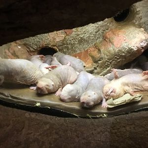 Naked Mole Rats (Heterocephalus Glaber)