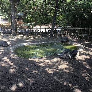 Galápagos Tortoises (Chelonoidis Nigra)