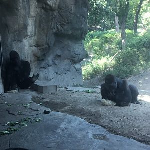 Western Lowland Gorilla Troop (Gorilla Gorilla Gorilla)