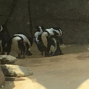 African Penguins (Spheniscus Demersus)