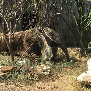 Giant Anteater (Myrmecophaga Tridactyla)