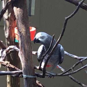 African Grey Parrot (Psittacus Erithacus)