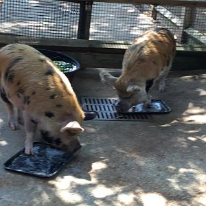 Kunekune Pig (Sus Scrofa Domesticus)