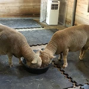 Southdown Sheep (Ovis Aries)