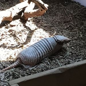 Six Banded Armadillo (Euphractus Sexcinctus)