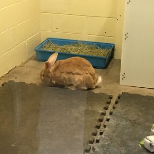 Domestic Rabbit (Oryctolagus Cuniculus Domesticus)