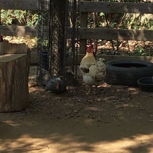 Chicken (Gallus Gallus Domesticus)