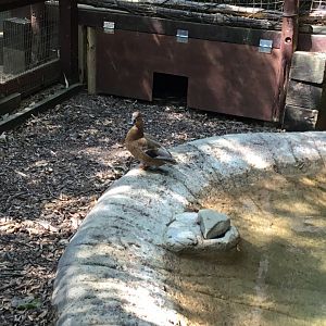 Mallard (I think) (Anas Platyrhynchos)