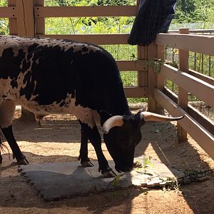 Miniature Texas Longhorn (Bos Taurus)