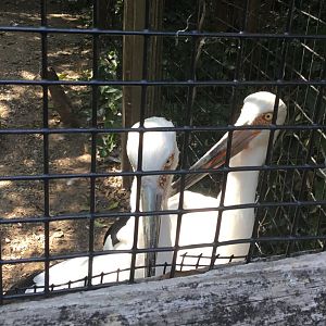 Maguari Stork (Ciconia Maguari)