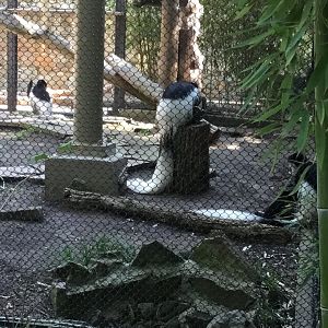 Mantled Guereza (Colobus Guereza)