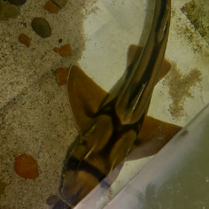 Port Jackson Shark