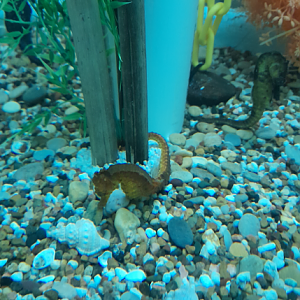 Kuda Seahorse