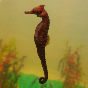 White's Seahorse