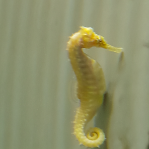 Barbour's Seahorse