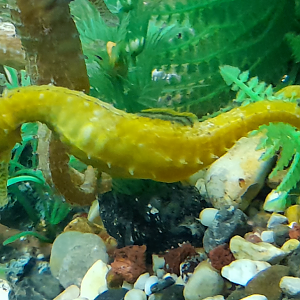 Barbour's Seahorse