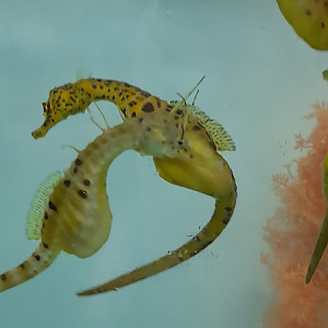 Big-Bellied Seahorse