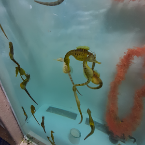 Big-Bellied Seahorse Breeding Tank