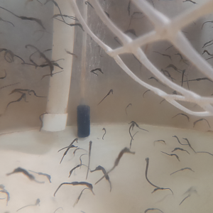 Big-Bellied Seahorse Fry