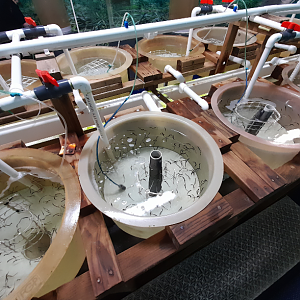 Big-Bellied Seahorse Fry Tanks