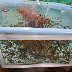 Big-Bellied Seahorse Growout Tank