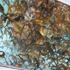 Big-Bellied Seahorse