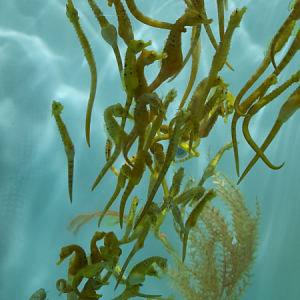 Big-Bellied Seahorse