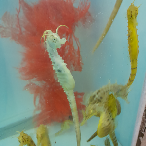 Big-Bellied Seahorse