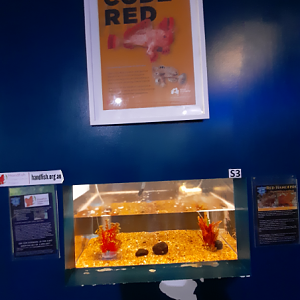 Red Handfish Tank