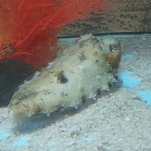 Giant Cuttlefish