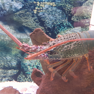 Eastern Rock Lobster