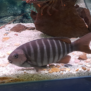 Girella zebra