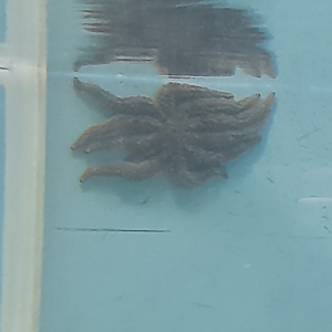 Eleven-Armed Sea Star